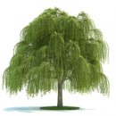 버드나무 이미지