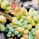 바람길다육