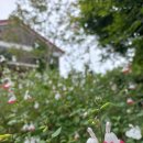 강정동-62 이미지