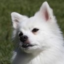 광주24시스카이동물메디컬센터 이미지