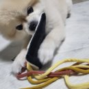 댕댕로망스 이미지