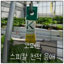 점박이 농장 | [딸기 농장] "코퍼트 스피칼플러스"로 딸기 점박이 응애퇴치! 가장 안전한 친환경살충제 사용