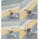 페로하임 이미지