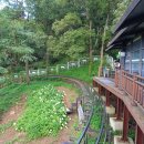 화개사 | 교동도 화개산 - 03) 분홍색 상사화가 피고 있는 화개사