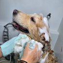 사랑할개 | 경기광주대형견목욕 경기광주대형견출장목욕 믿고 맡기는 사랑할개 후기