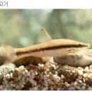 민물나라 이미지