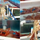 금바다횟집 - 남구 삼산로308번길 5-11 | 금바다횟집