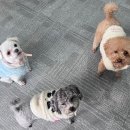 아잉독 애견카페 이미지