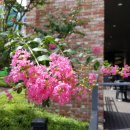 배롱나무거리 이미지