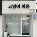 봄날냥 | 송파/문정동 고양이미용 봄날냥 세심하게 케어 받고 온 후기