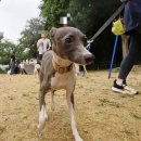 앞섬농장 | 강아지랑 나란히 걷기 - 앞섬방지 산책훈련