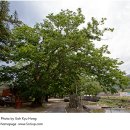 [나무를 찾아서] 백범 김구의 은거 자취를 지닌 마을 숲과 치유의 나무 이미지