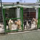 강아지 공화국 이미지