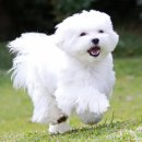 101애견유치원 이미지