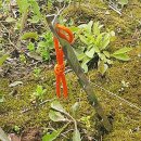 마운틴메탈 이미지