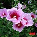 무궁화파크 이미지