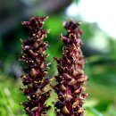 오리나무 이미지