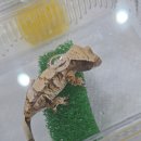 온리게코