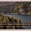 고양이 행복 쉼터 | 친환경 요양원 유기견보호소유기묘쉼터센터강아지분양고양이분양파양입양요양원 편안하고 믿을 만한...
