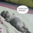2동공판장 | 대성공판장 : 대성리역 MT 모임 바베큐 재료 장보기 좋은 마트