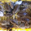 달빛좌대 네이버블로그
