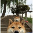 다단
