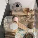 단케로