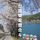 백운솔숲길(임하면) | 안동벚꽃명소 4 실시간 개화, 지금 가면 좋은 안동벚꽃터널