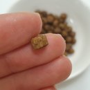 힐스펫뉴트리션코리아(유) 이미지