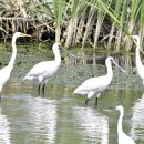 호곡리의 가락지를 하고 있어 저어새(Black-faced Spoonbill) 이미지