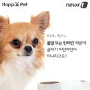 올바른 반려견 보호자 교육 이미지