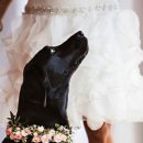 해피댕댕이 이미지