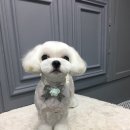 엘리 애견미용실 이미지