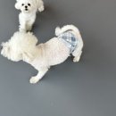 도그 프렌즈 이미지