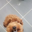 포리더푸들