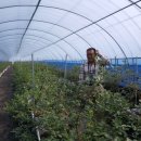 박종훈농장 이미지