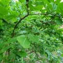 미르하우스1157 이미지