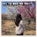 (주)기장교통 | 부산 기장 매화원 2026년 매화 개화시기 실시간 후기 주말 아이와 가볼만한곳 봄나들이