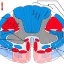 척수(spinal cord)로 전달된 통증이 뇌(brain)로 전달되는 경로 이미지