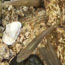 계룡산둘레길 이미지