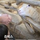 청수어린이집 - 강남구 | 인천 실내 가볼만한 곳 쥬벅스 인천 실내동물원 아기와함께 먹이체험 후기