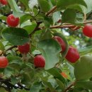 국토종주자전거길1-146 이미지