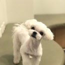 카페거리 동물병원 동행 이미지