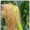 무궁화공업사 이미지