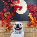 놀러오개 애견유치원 애견호텔 전주점 이미지