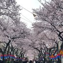 제주중앙초등학교 | 전농로 벚꽃축제 방문후기 및 3,4월 벚꽃 개화현황 날씨