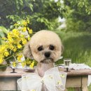 햇살애견미용실 이미지