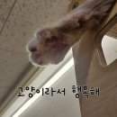 나만 없어 고양이 | <광명> 나만 없어 고양이를 외치고 계신다면 -고양이라서 행복해- 추천합니다 내돈내산후기