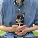 부산강아지분양 테디럽 명지본점 | [공지] ✨부산 강아지 분양 테디럽, 설날 맞이 2월 한정 무료분양과 최대 90%이벤트🧧