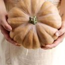 맷돌 호박(늙은 호박)효능 파종시기 심는 시기 수확 시기 저장방법 이미지